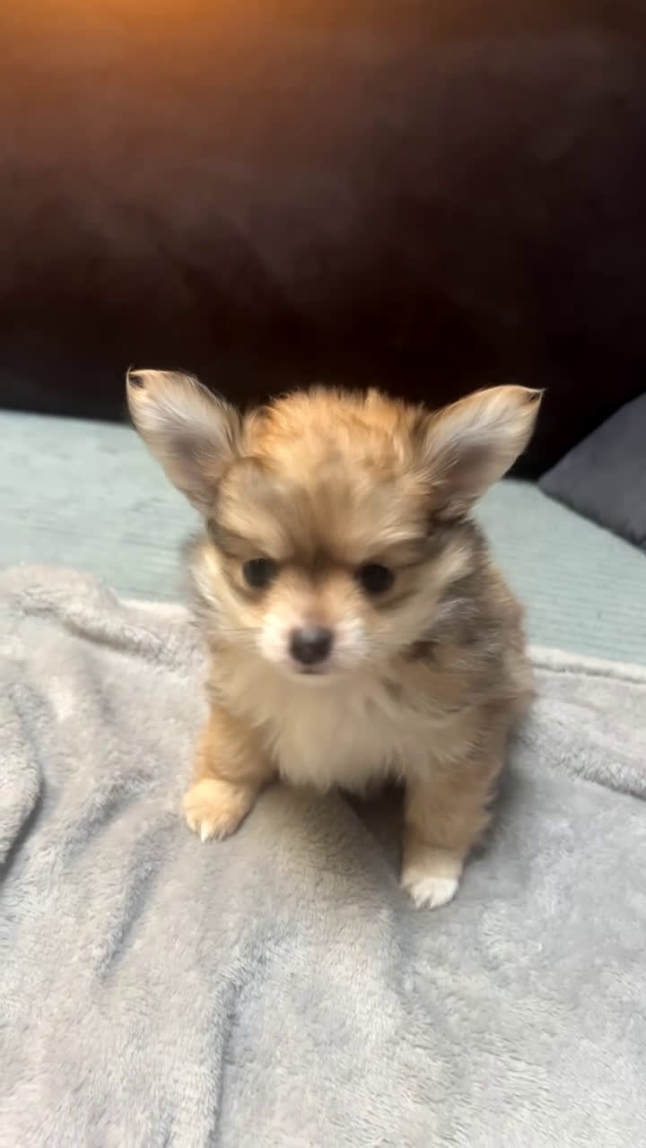 Pomchi honden te koop: 2 mooi pomchi’s te koop( mannelijke  - Video 3