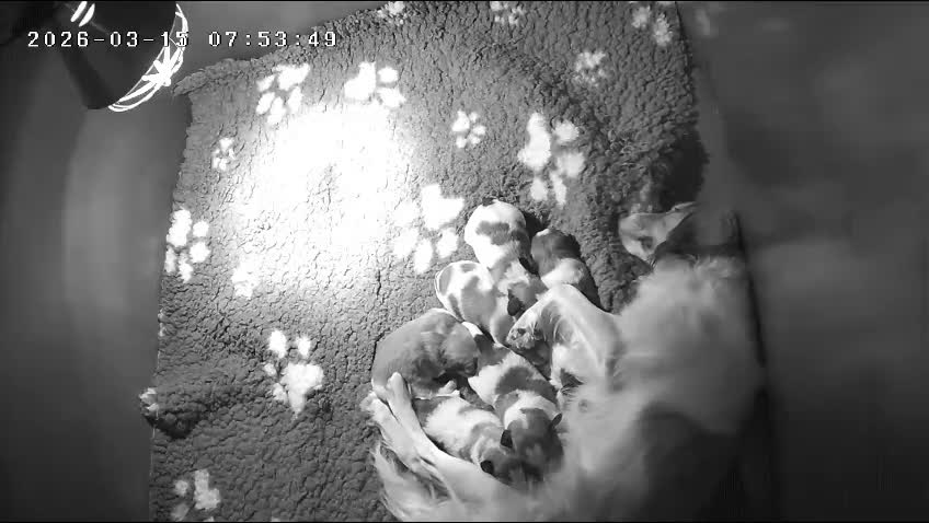 Kooikerhondje honden te koop: Kooiker pup reutje  - Video 2