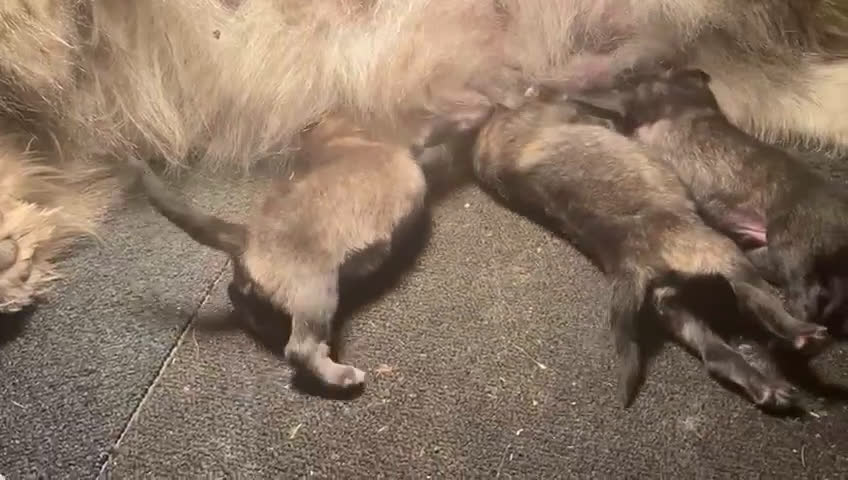 Keeshond honden te koop: Raszuivere blauwe /wolfsgrijze grote keeshond pups - Video 2