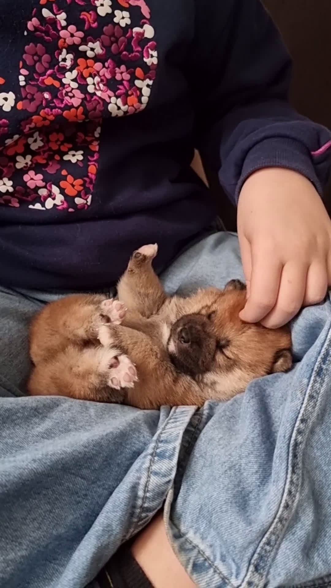 Shiba honden te koop: Shiba inu pups met f.c.i stamboom  - Video 1