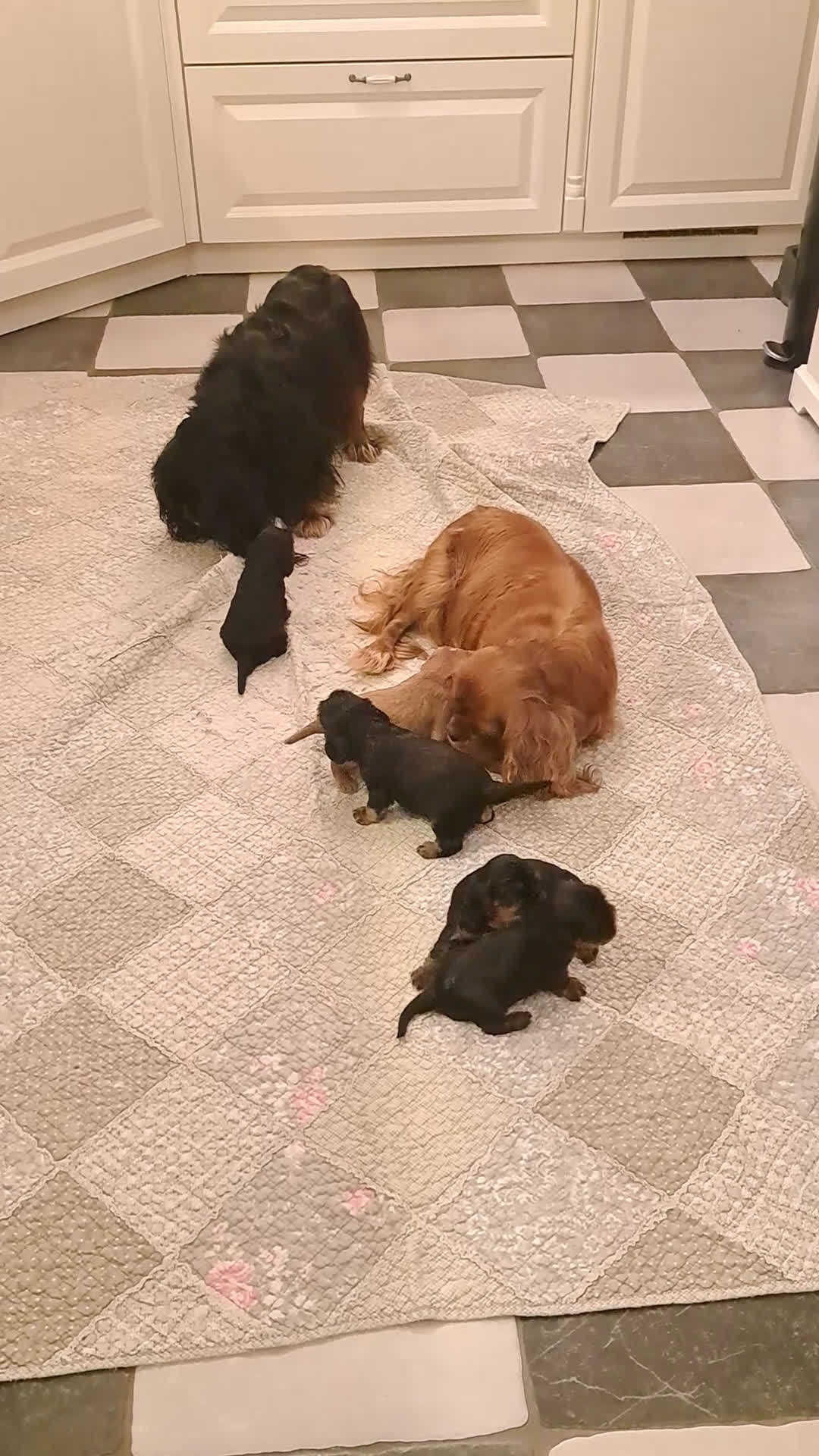 Cavalier King Charles Spaniel honden te koop: Prachtige Cavalier King Charles Spaniels puppy's  - Video 1