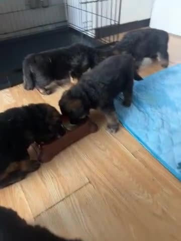 Duitse Herder honden te koop: Duitse herder puppy’s - Video 1