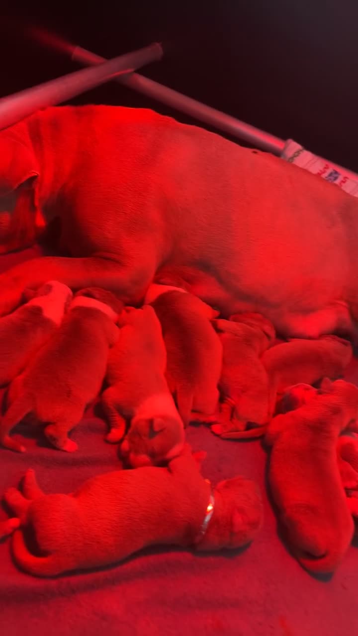 Amerikaanse Bully honden te koop: Amerikaanse pocket bully’s  in Oss - Video 4
