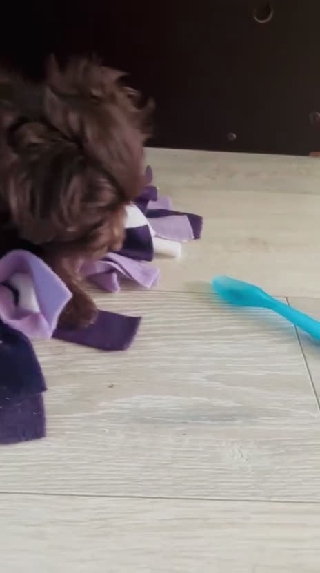 Kruising honden te koop: Schitterende Chi-Poo pups (bruine teddybeertjes).  - Video 1