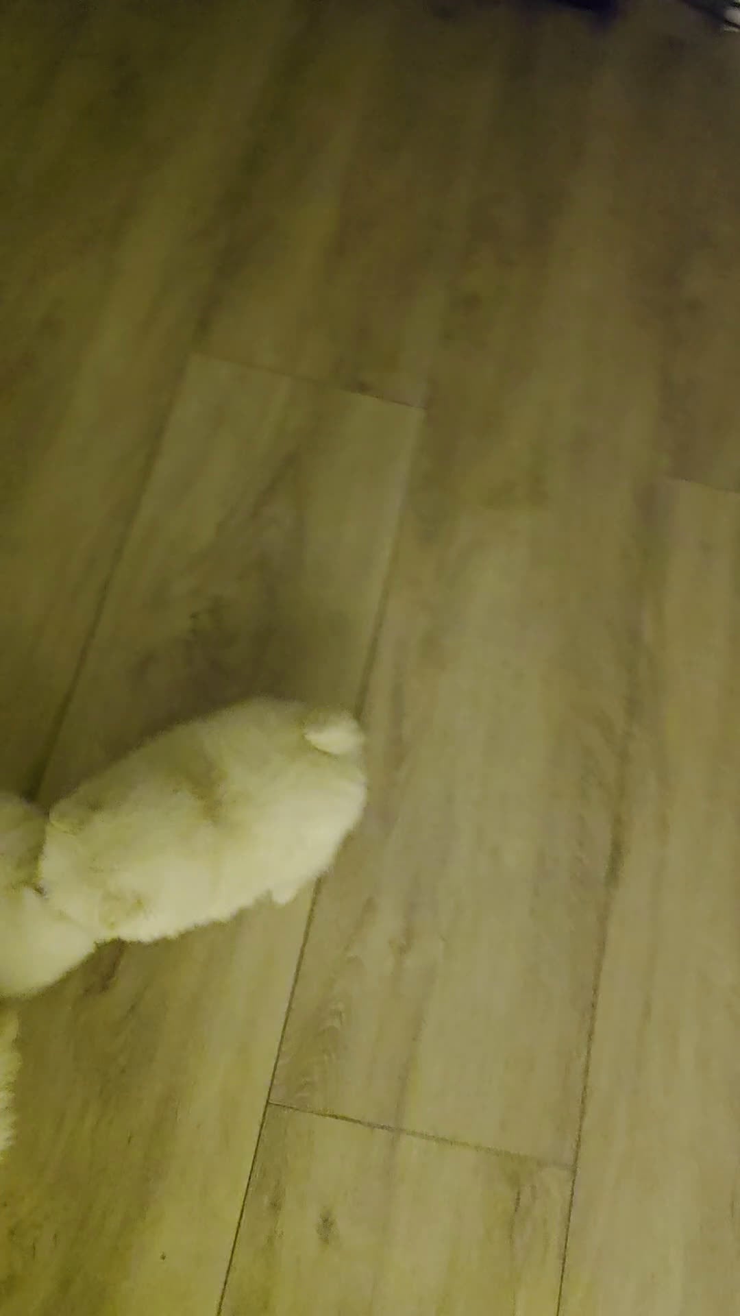 Pomeriaan honden te koop: Pomeriaan  - Video 1