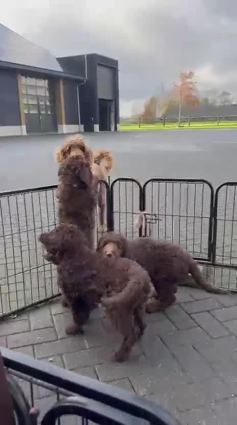 Labradoodle honden te koop: 7 mnd Labradoodle zoekt warm thuis - Video 3