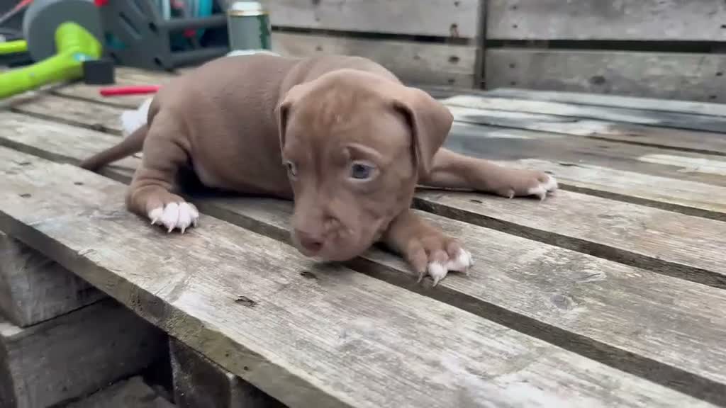 Kruising honden te koop: 5 puppers Red Nose Pitbull/American Bully - Video 5