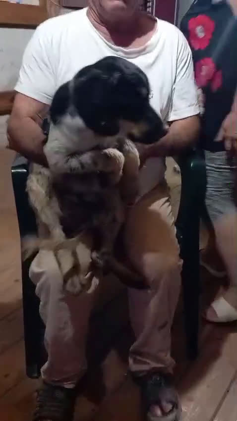 Kruising honden te koop: Benny zoekt een lief baasje - Video 1