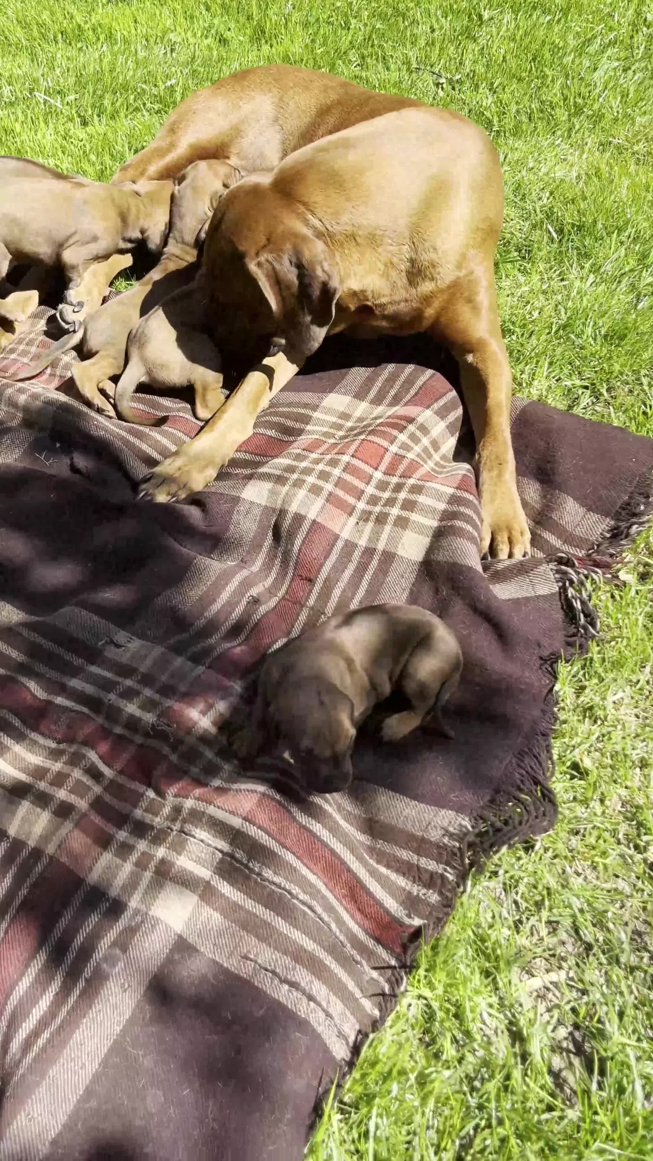 Rhodesian Ridgeback honden te koop: Rhodesian Ridgeback pups  in Abcoude - Video 1