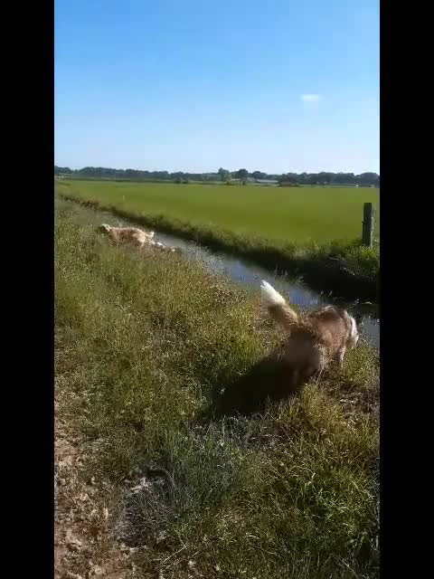 Kruising honden te koop:  Australian Shepherd (75%) x Bordercollie (25%) - Video 1