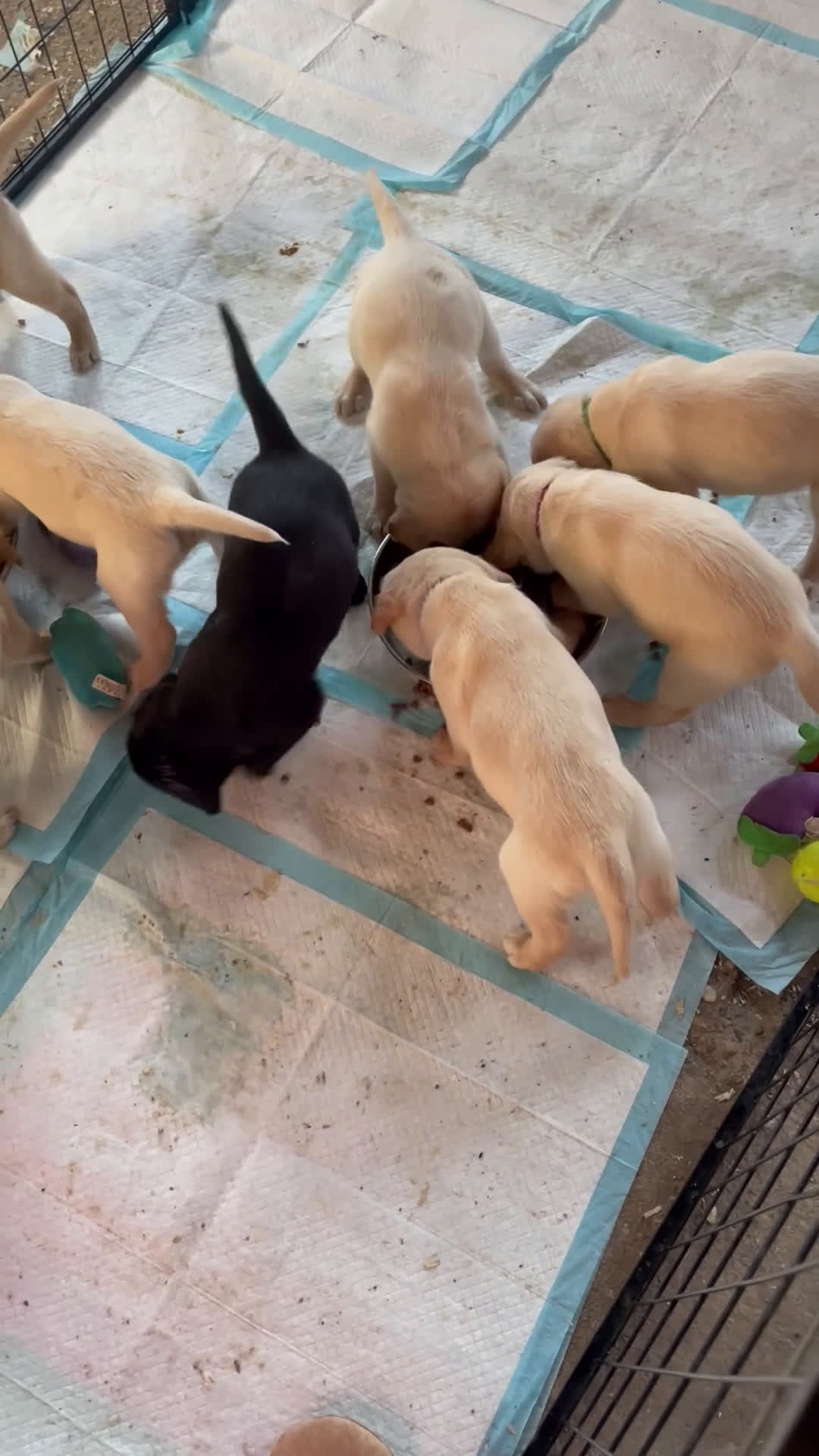 Kruising honden te koop: Puppy’s golden retriever/borador - Video 2