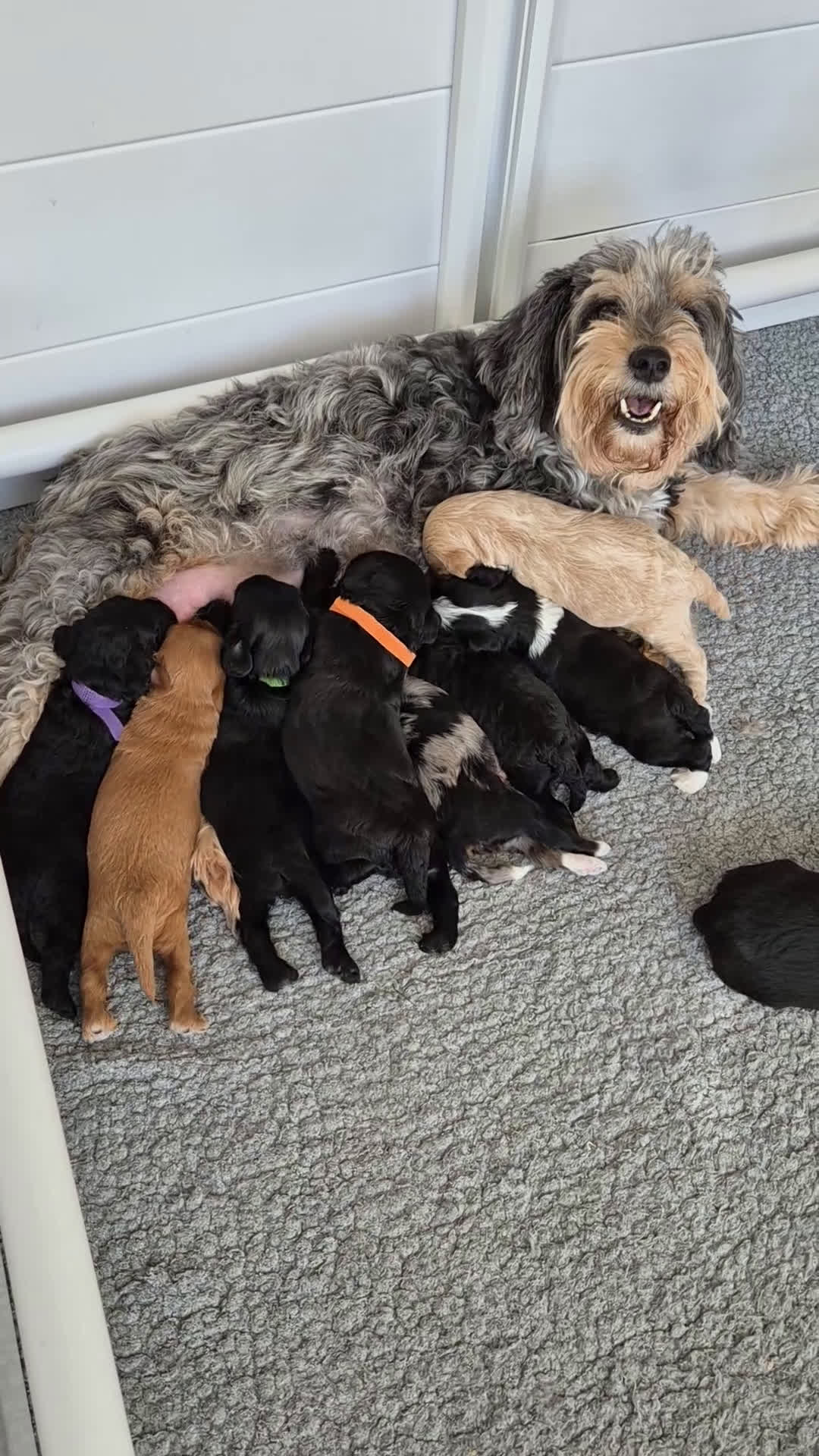 Kruising honden te koop: Labradoodle pups  in Hilversum - Video 1