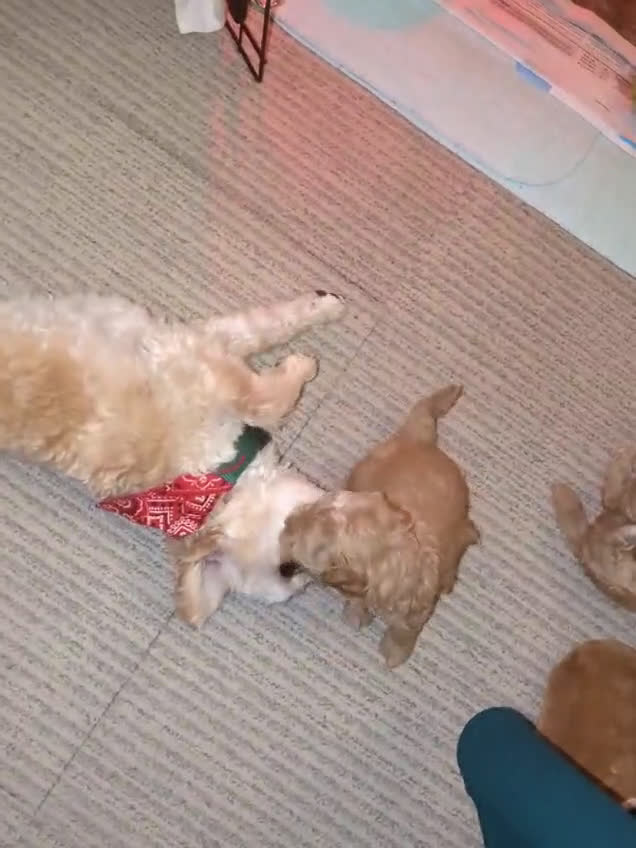 Maltipoo honden te koop: Maltipoo F1b worden rond kerst geboren 🥰 !  - Video 2