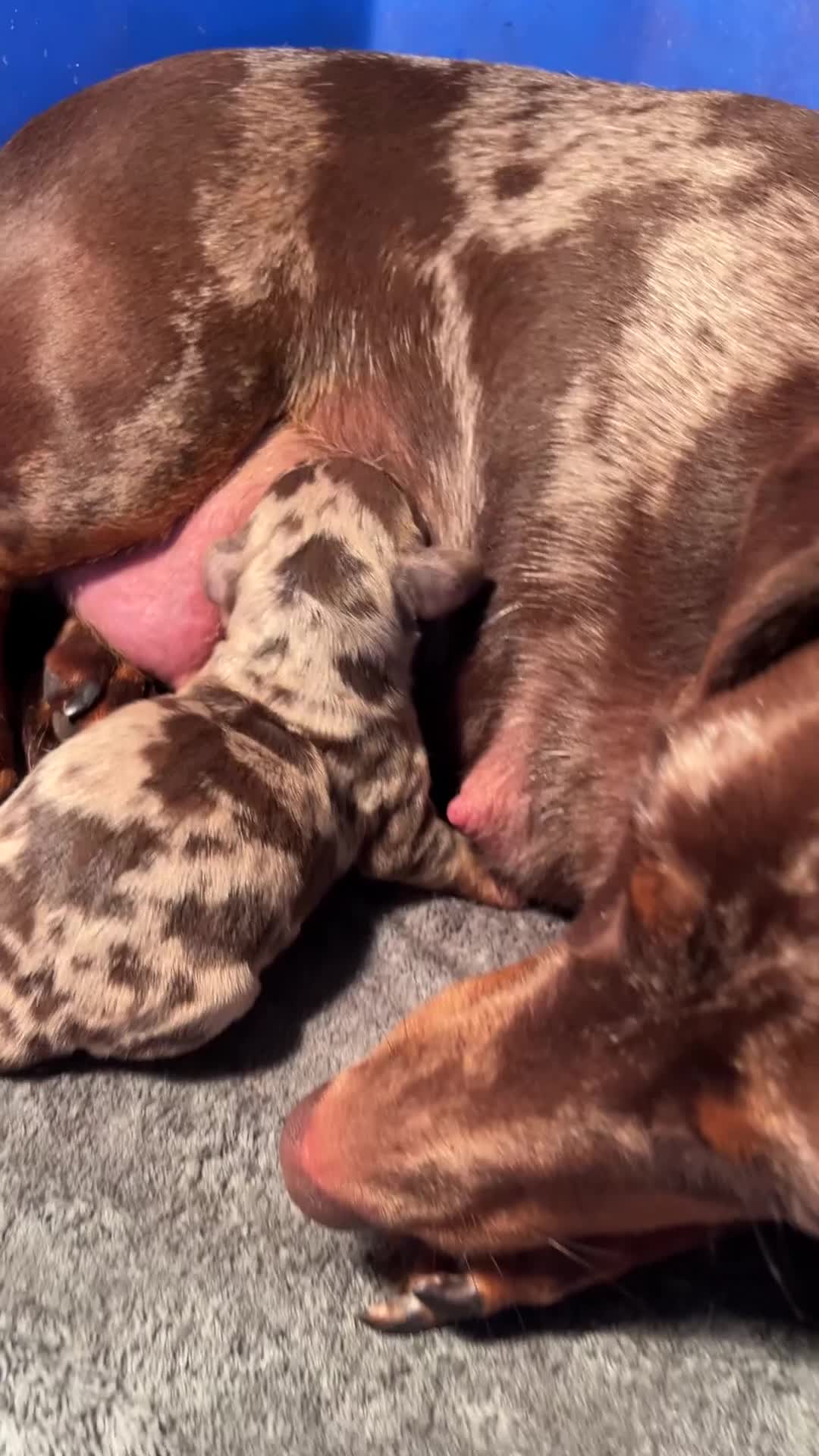 Teckel (korthaar)  honden te koop: Dwerg teckel pups - Video 1