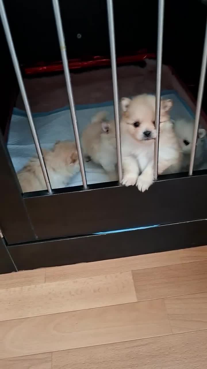 Pomeriaan honden te koop: Pomeriaan puppy’s  in Woensdrecht - Video 1
