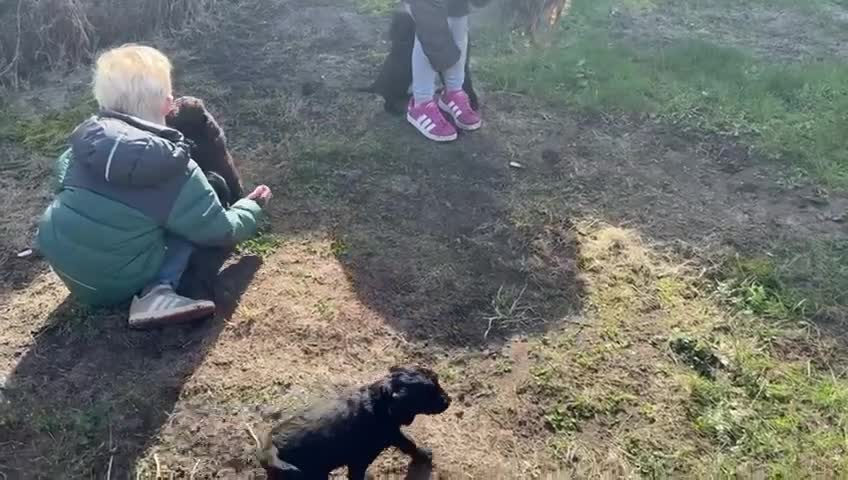 Kruising honden te koop: Fleece doodles  in Naaldwijk - Video 1