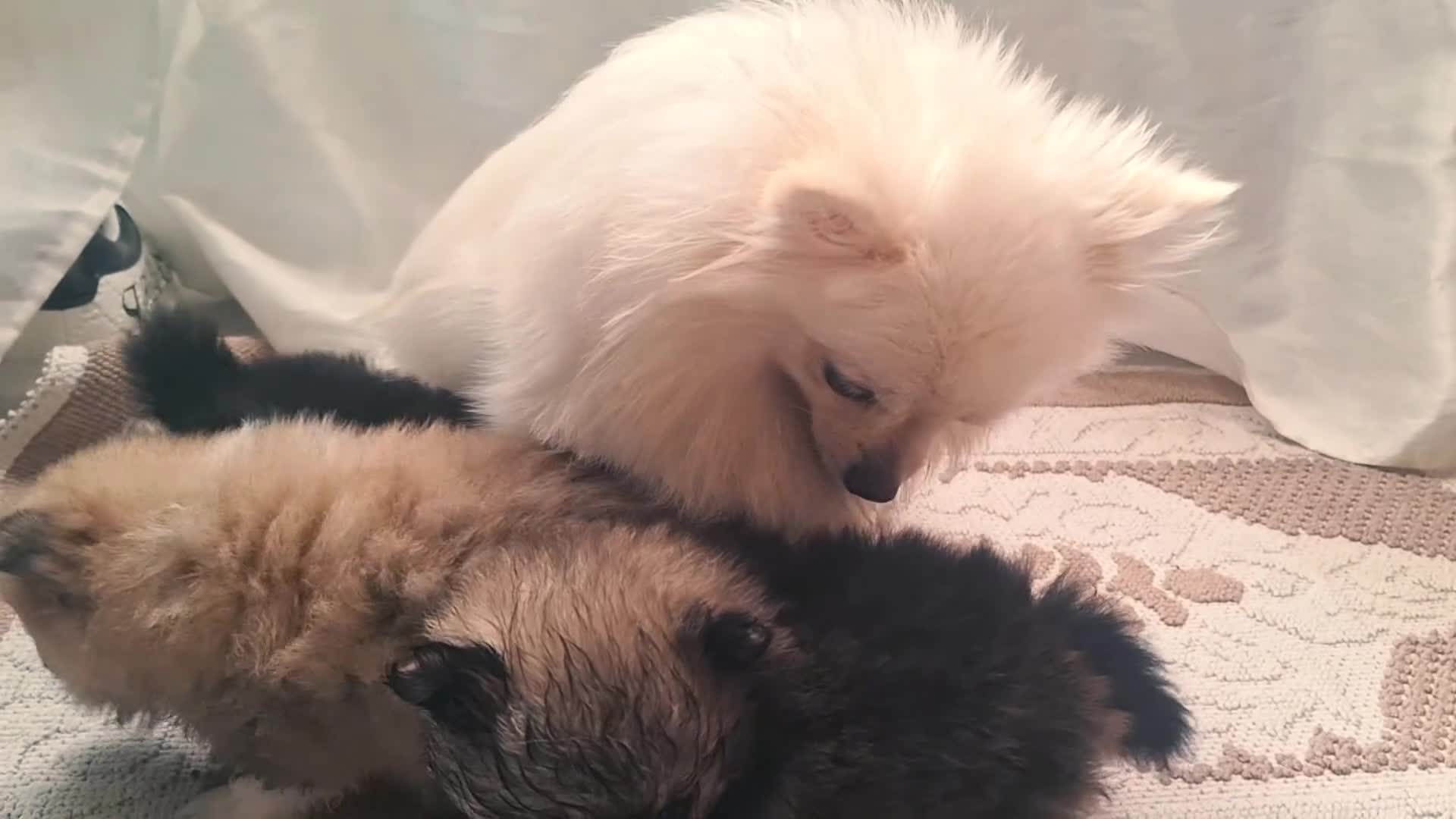 Pomeriaan honden te koop: Schattige Pomeriaanpups  in Putte - Video 1
