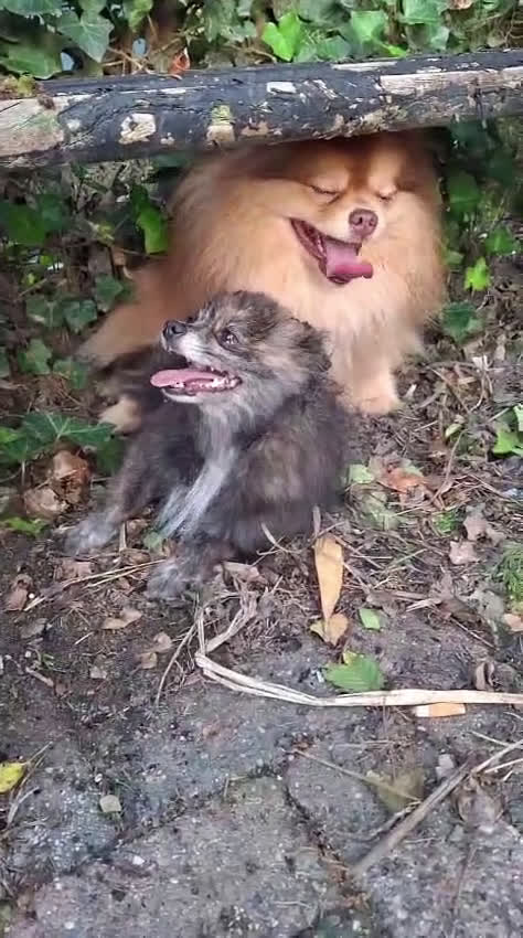 Kruising honden te koop: 3 reutjes - Video 1