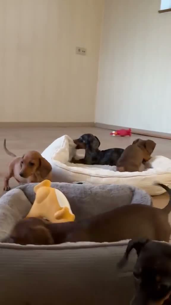 Dwergteckel honden te koop: Dwergteckel Korthaar pups België - Video 1