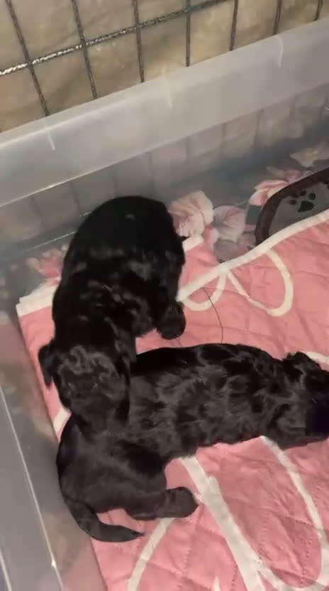 Kruising honden te koop: Super mooie boompoo pups  - Video 2