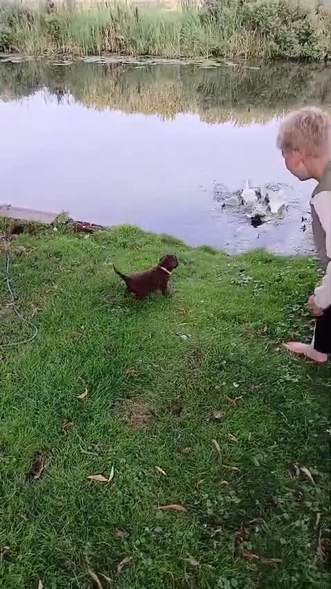 Labradoodle honden te koop: Lieve Labradoodle pups zoeken gouden mandje - Video 2