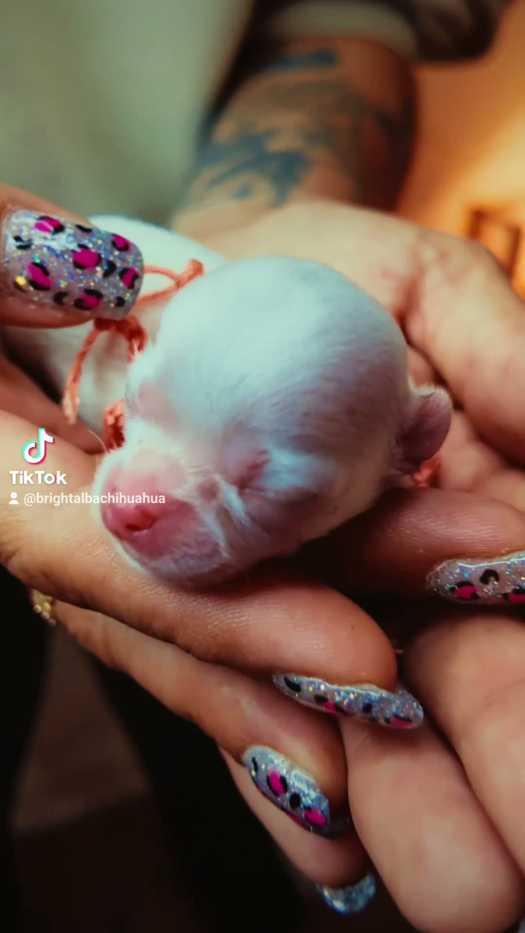 Chihuahua honden te koop: FCI stamboom Chihuahua pups  - Video 1