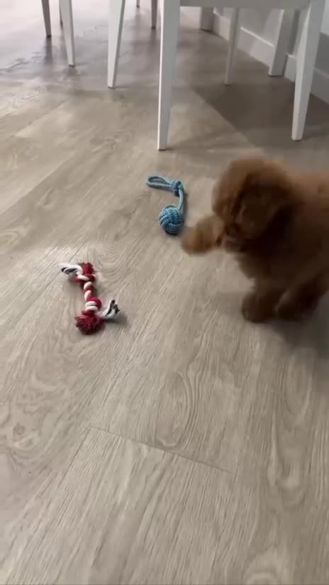 Poedel Toy honden te koop: Toy Poedel pups - Video 1