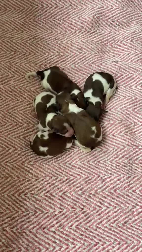 Kooikerhondje honden te koop: Prachtige kooikerpups - Video 1