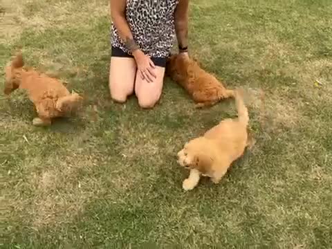Goldendoodle honden te koop: Mooie Goldendoodle pups - Video 5