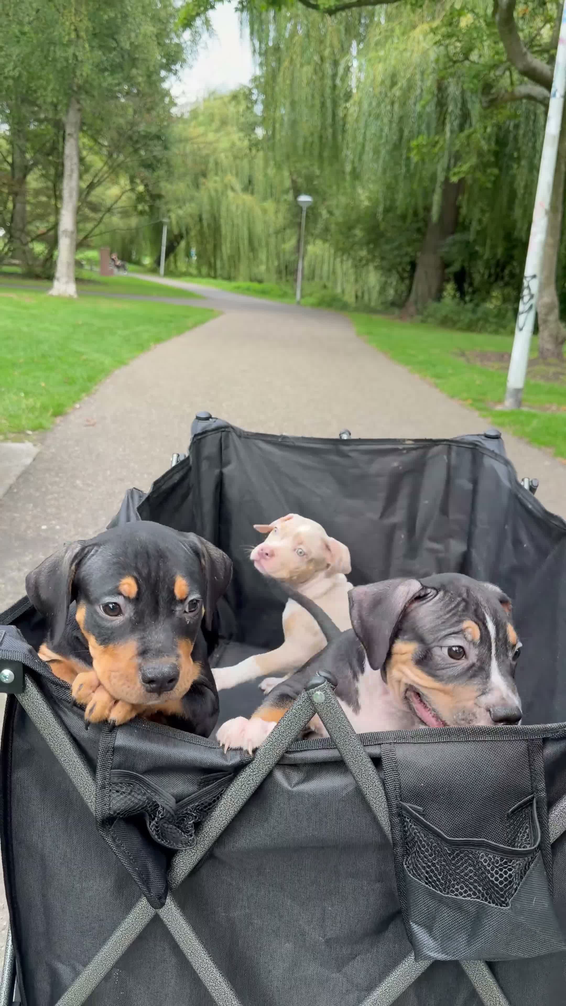 Amerikaanse Bully honden te koop: American Bully xl puppy’s  in Eindhoven - Video 1