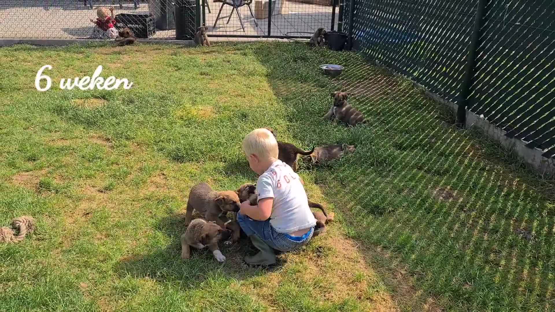 Kruising honden te koop: Uniek relaxed Border Collie x Mechelse Herder pups - Video 1