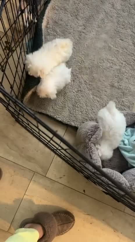 Maltezer honden te koop: Puppy's Reutjes - Video 2