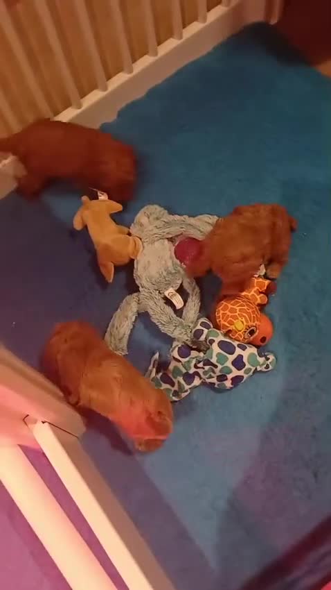 Poedel Toy honden te koop: Toypoedel - Video 1