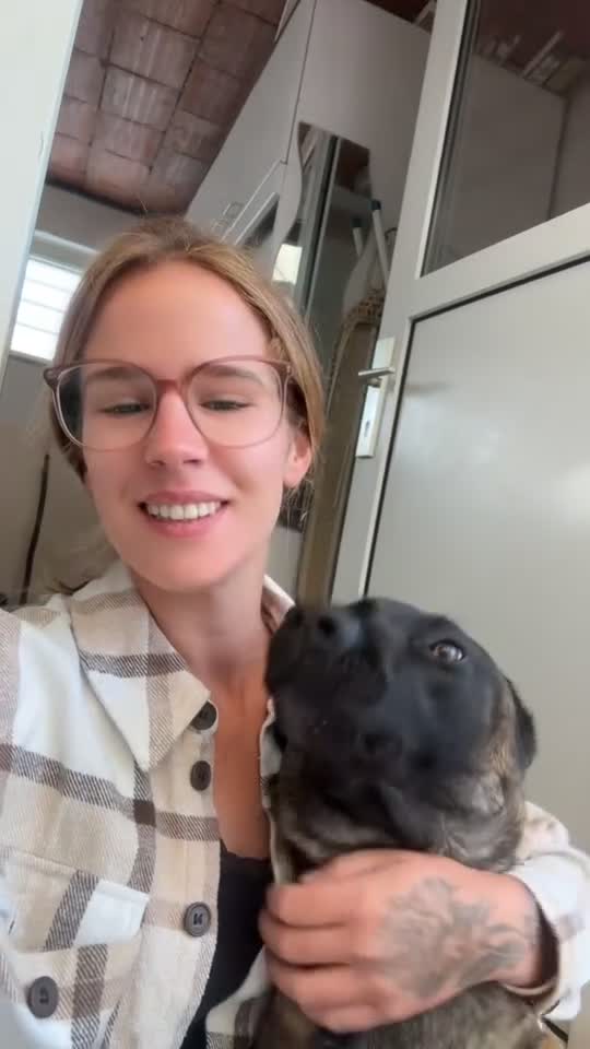 Mechelse Herder honden te koop: Energieke en liefdevolle Mechelse herder - Video 1