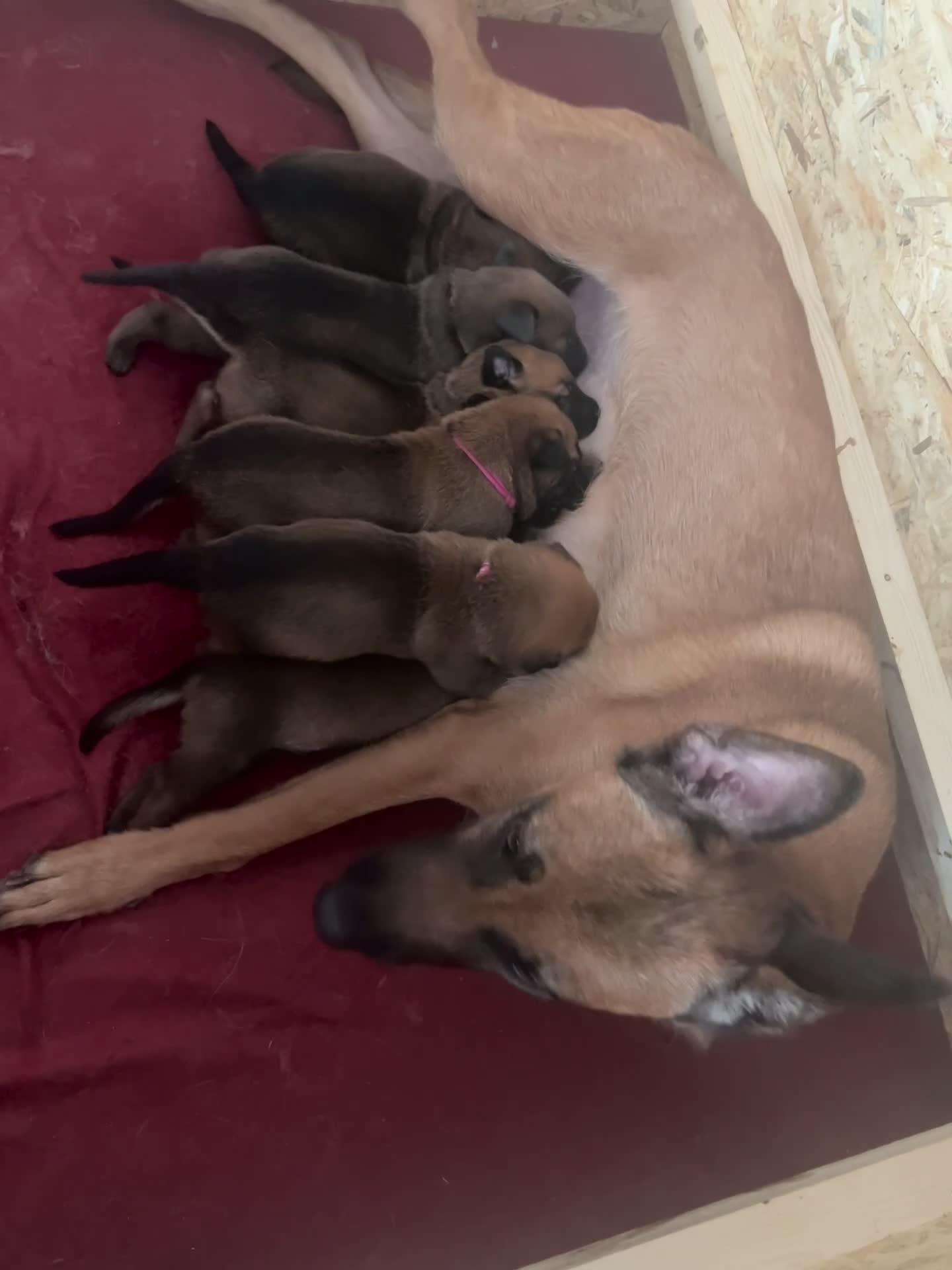 Mechelse Herder honden te koop: 2 Mechelse herder teefjes beschikbaar - Video 2
