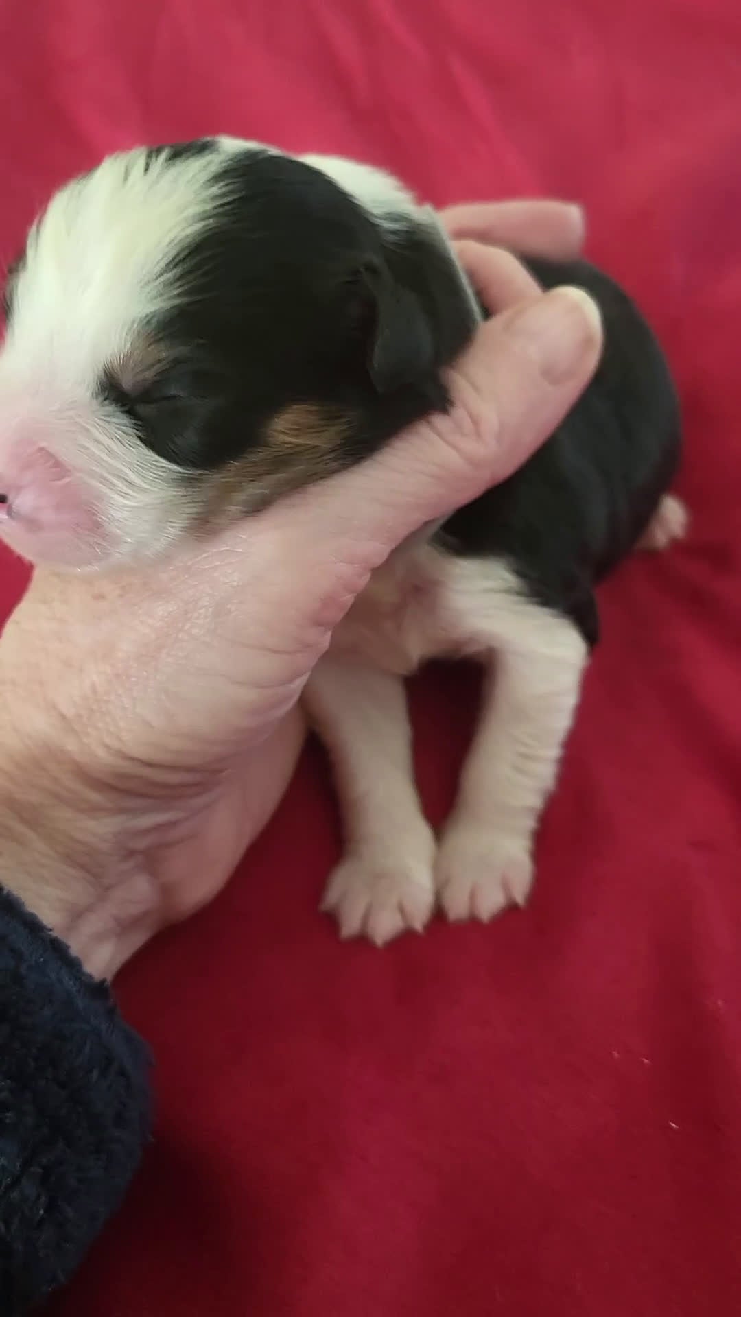 Australian Shepherd honden te koop: Australian Shepherd pupjes met FCI stamboom - Video 3