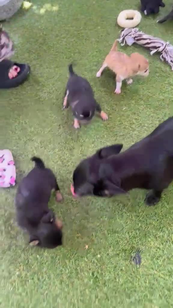 Chihuahua honden te koop: 4 mooie chihuahua pups - Video 1