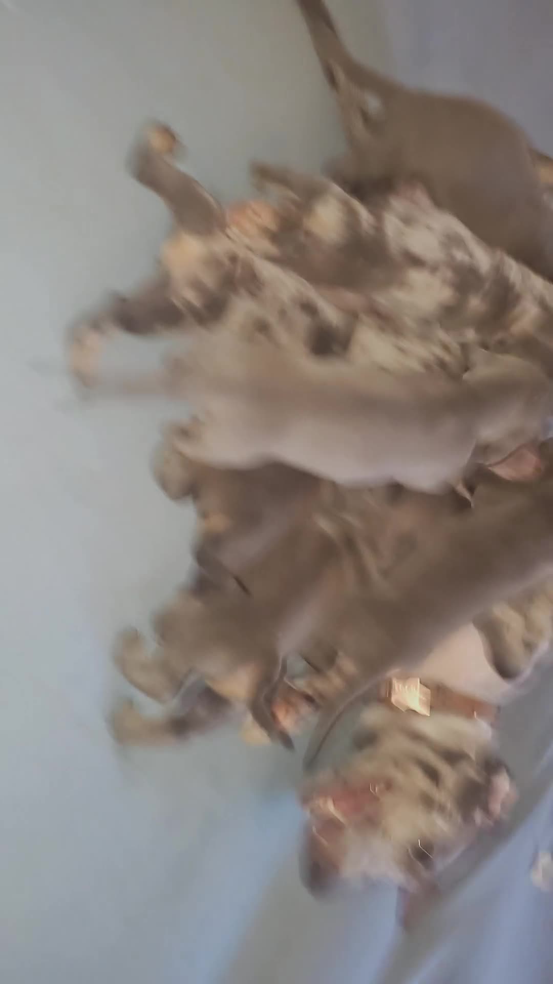 Teckel (korthaar)  honden te koop: Sweet Miniature Dachshund Puppies ❤️ - Video 1