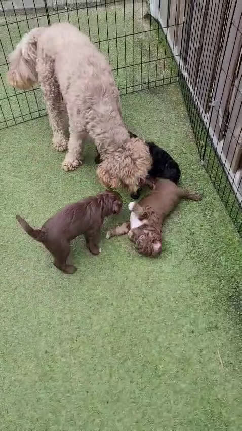Australian Labradoodle honden te koop: Puppy's op zoek naar baasje - Video 3