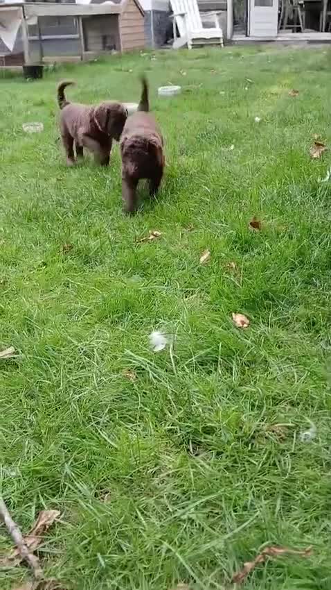 Labradoodle honden te koop: Lieve Labradoodle pups zoeken gouden mandje - Video 4
