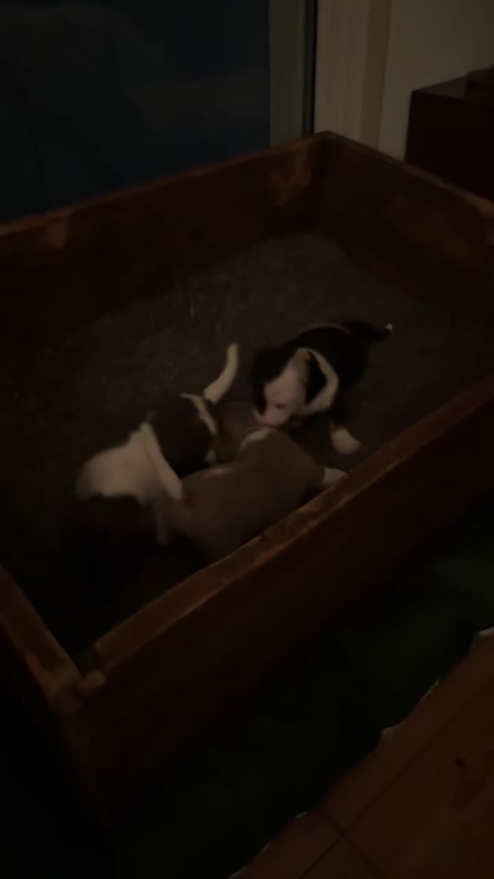 Kruising honden te koop: Lieve mannelijke Jack Russel/teckel pup  - Video 1