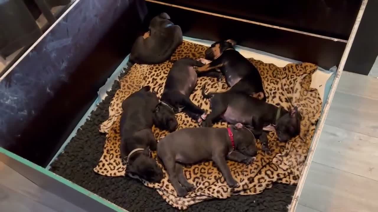 Kruising honden te koop: Tri-Colored ‘Amerikaanse Stafford’ teefje - Video 5