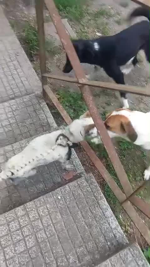 Kruising honden te koop: Rambo zoekt baasje - Video 1