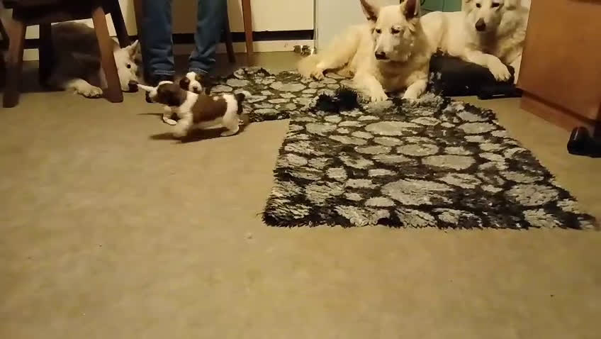 Kooikerhondje honden te koop: Kooiker pup reutje  - Video 1