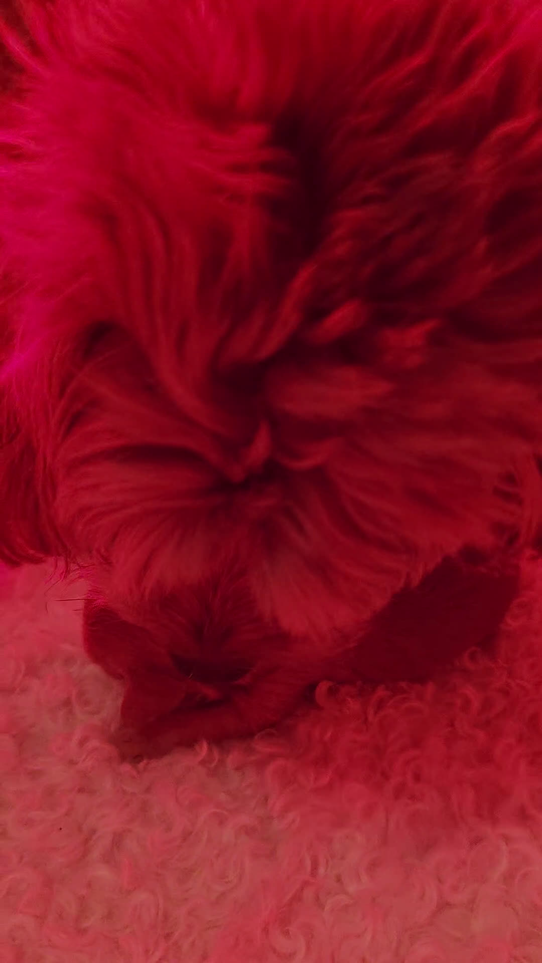 Australian Labradoodle honden te koop: Mini australian labradoodles - Video 1