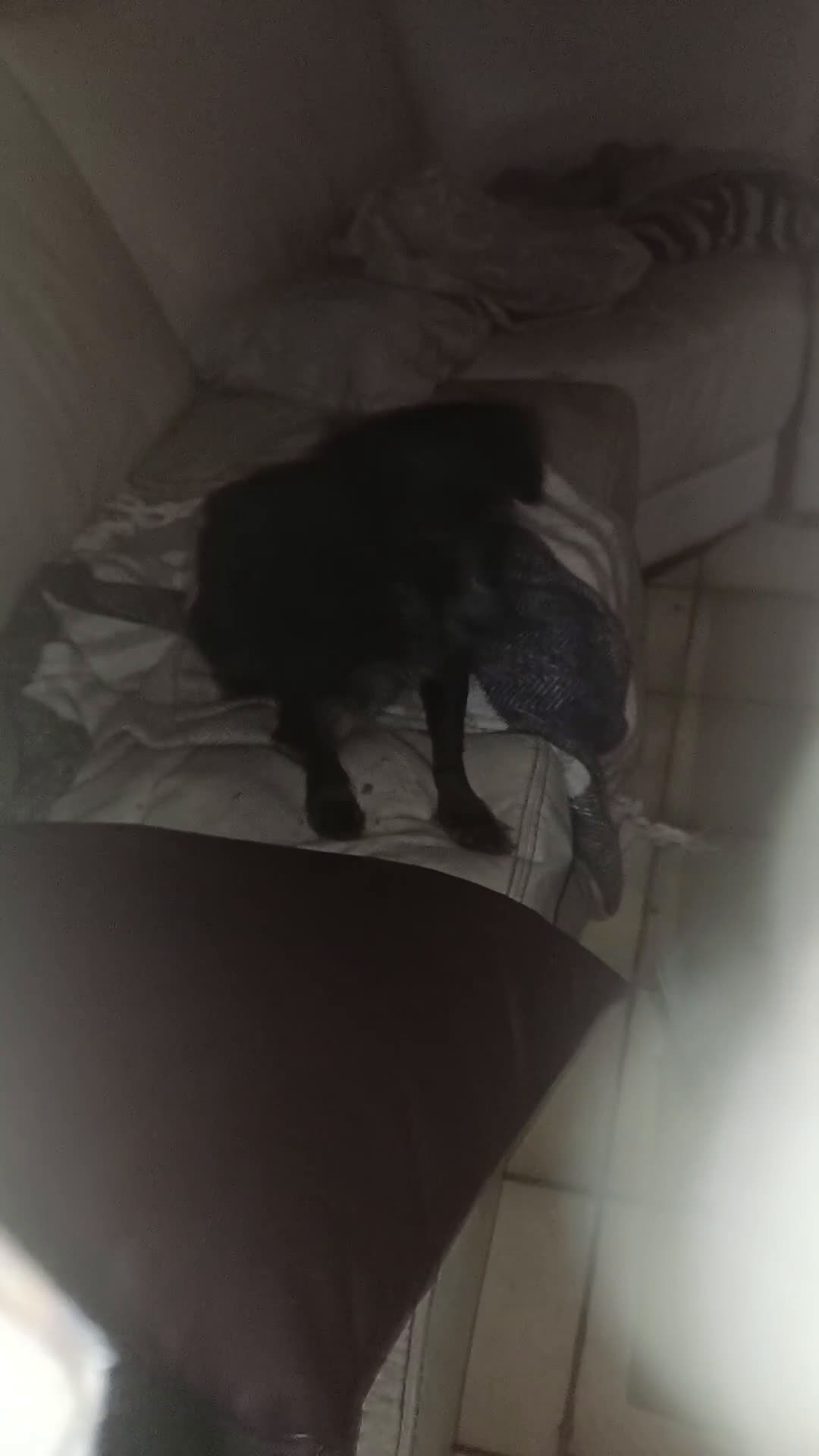 Kruising honden te koop: Wendy zoekt baasje - Video 1