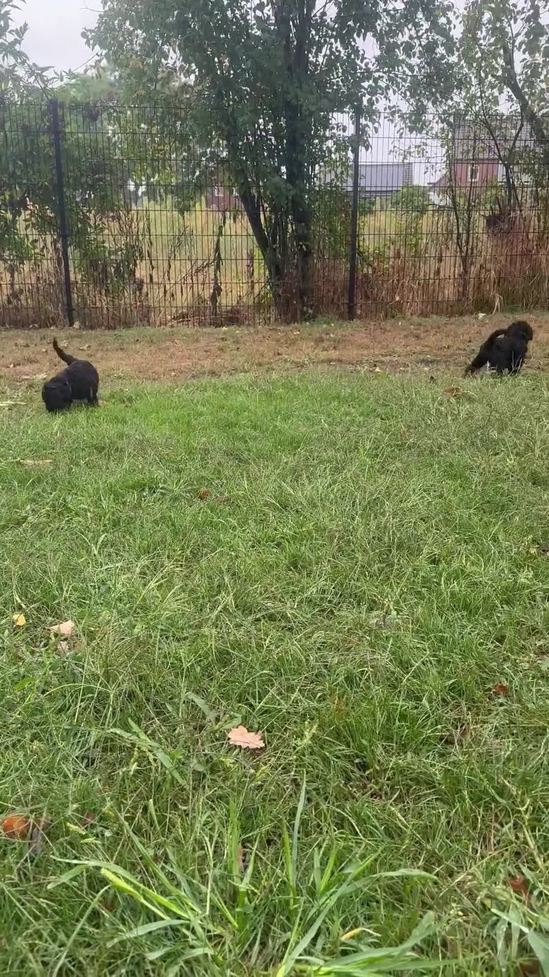 Australian Labradoodle honden te koop: Australian labradoodle puppy’s  - Video 1