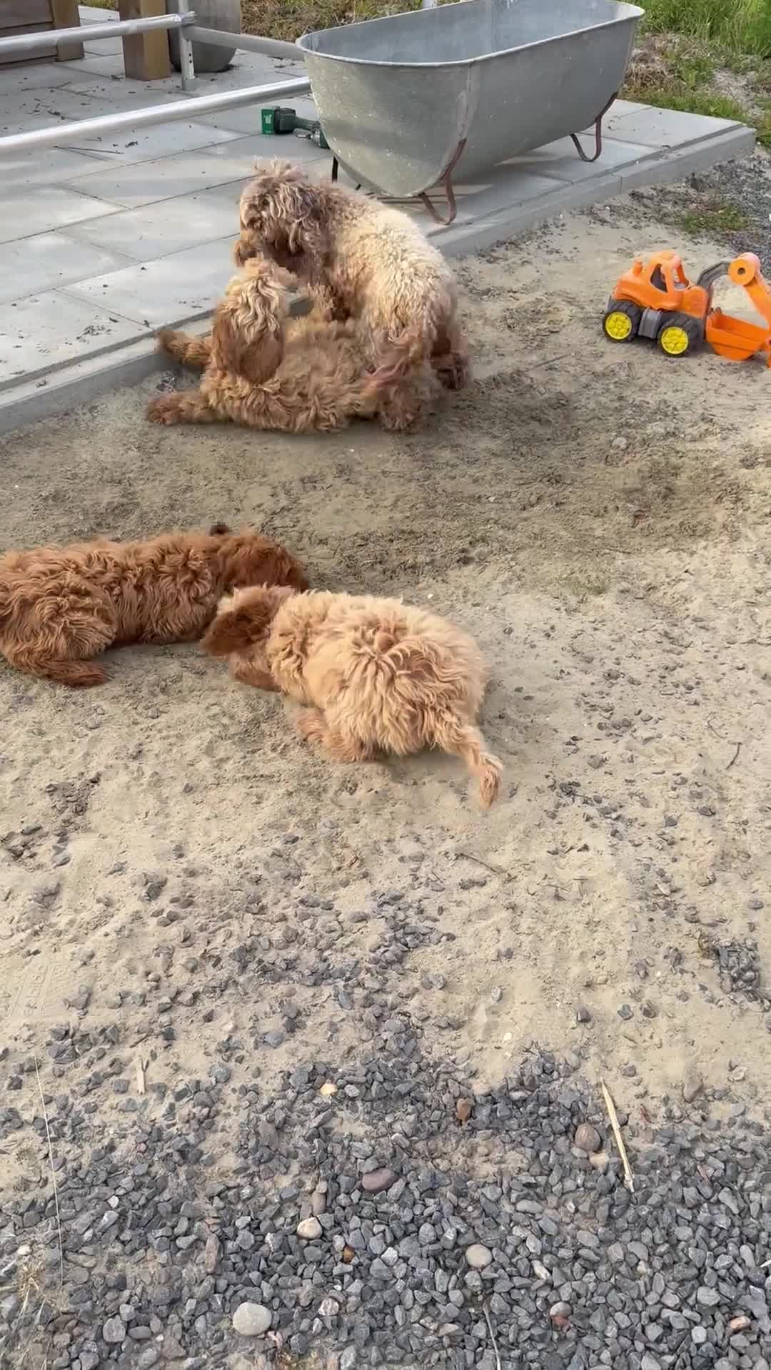 Australian Labradoodle honden te koop: Misschien zoekt dit Labradoodle pupje jou!  in Biervliet - Video 1