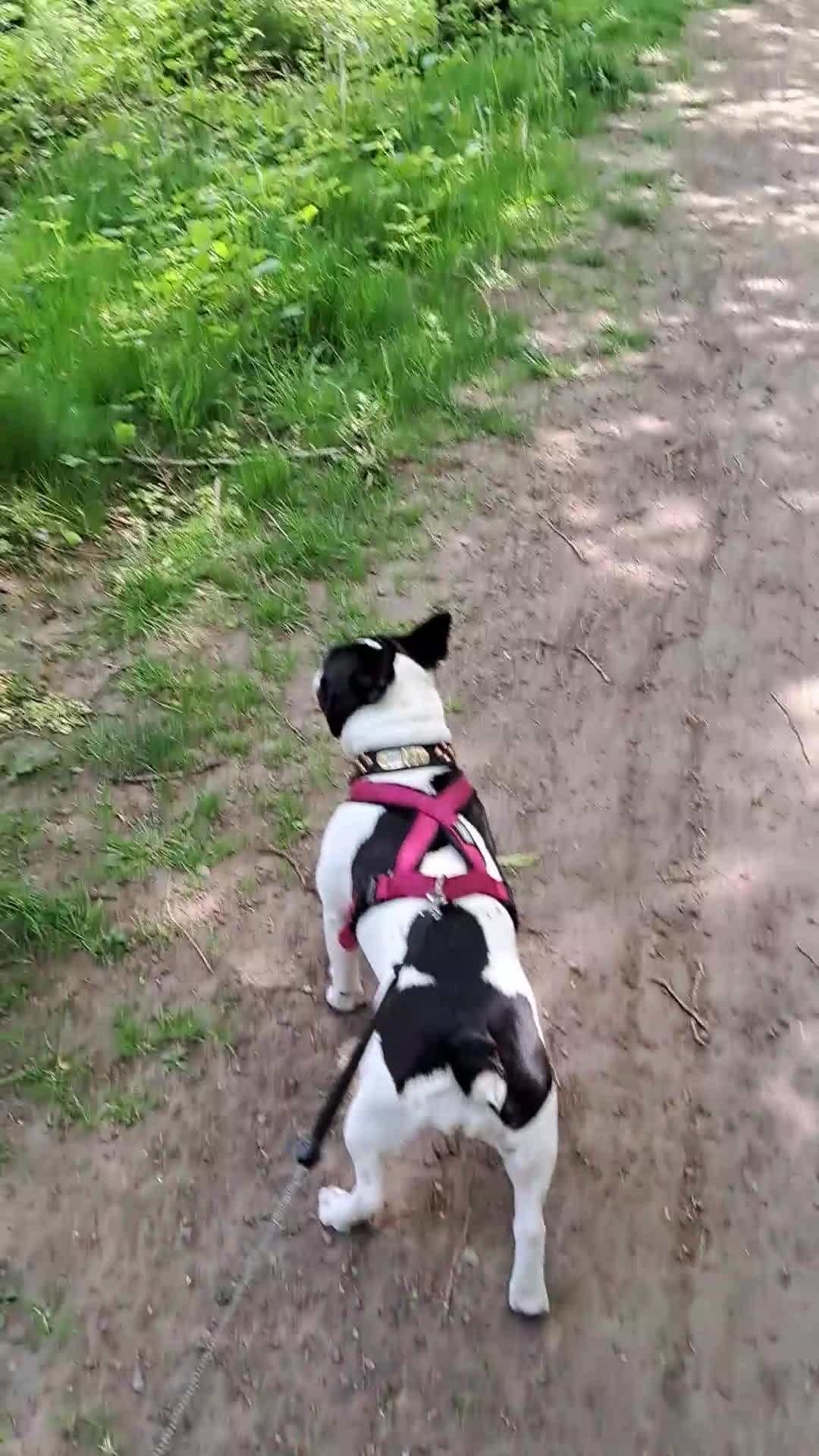 Franse Bulldog honden ter dekking: Dek reu Originele franse bulldog  - Video 1