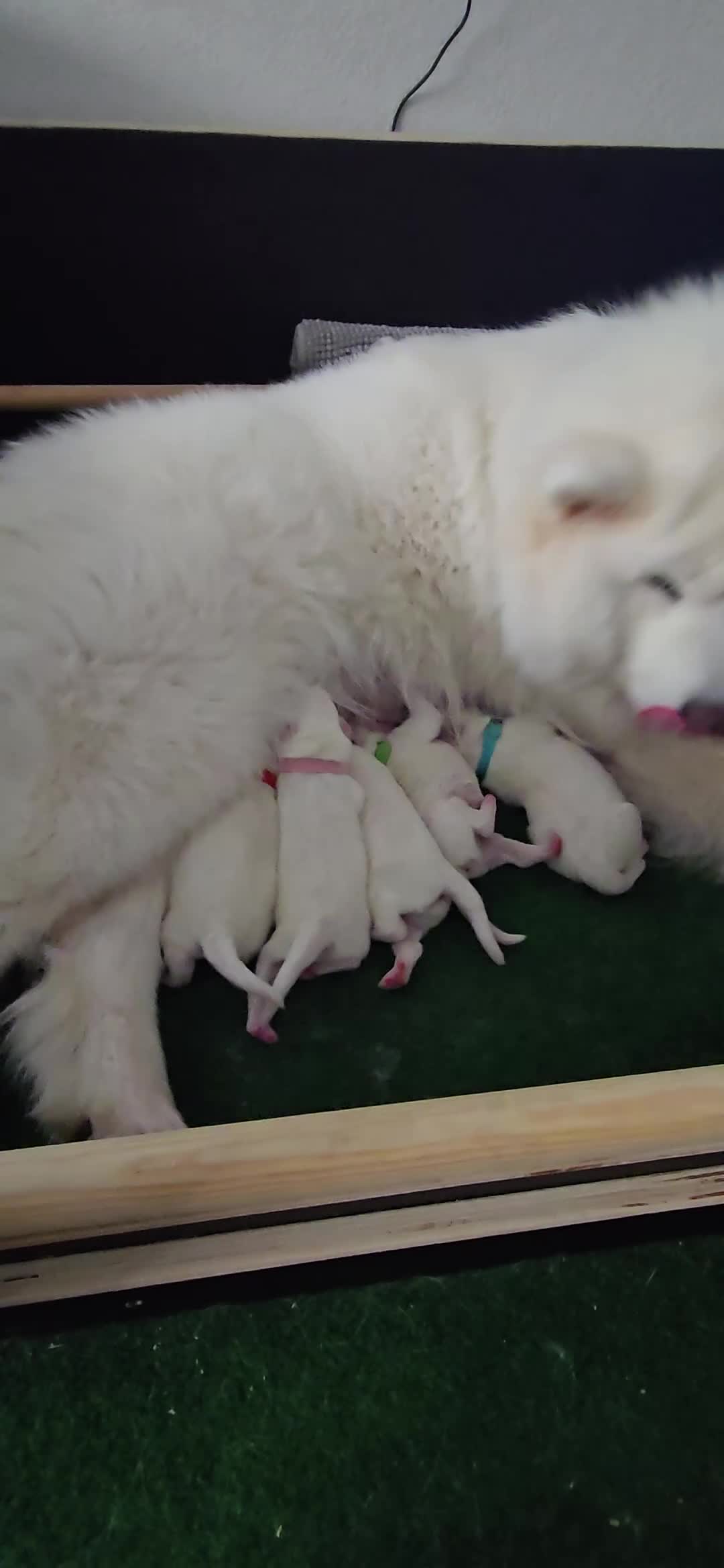 Samojeed honden te koop: Samojeed puppys zoeken hun gouden mandje 🐾 - Video 1